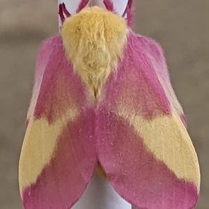 Meet your Posher, Candy